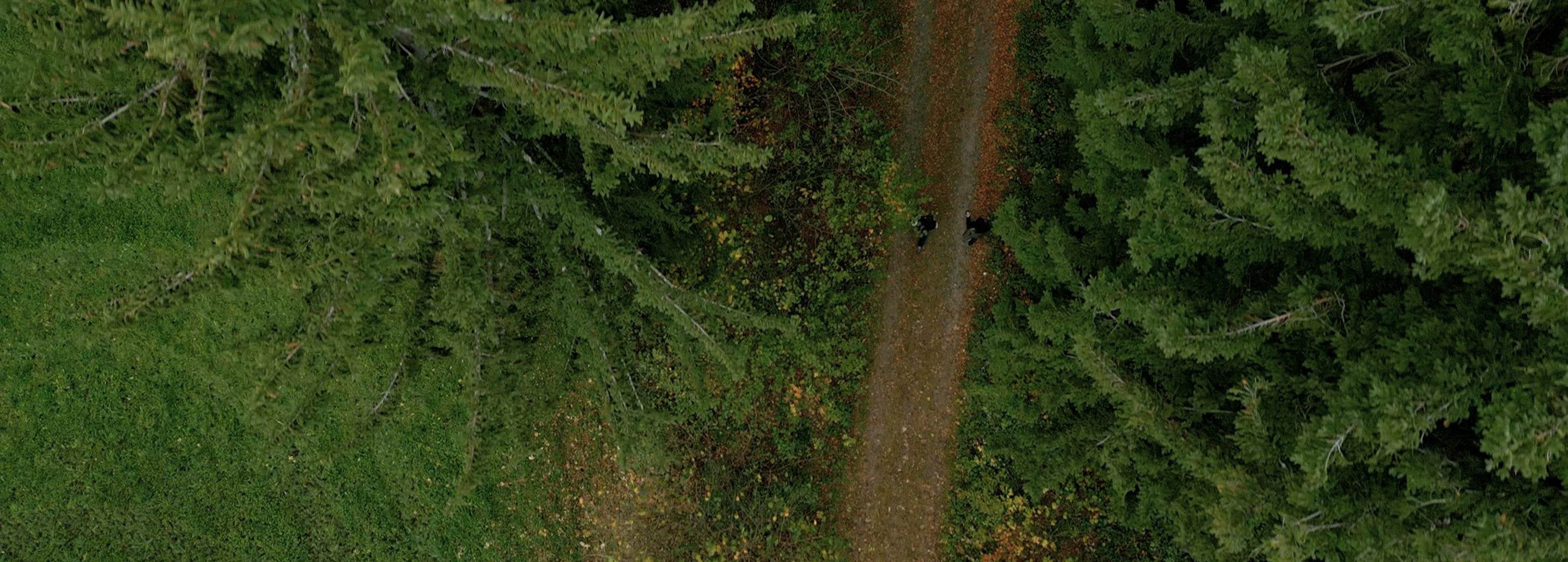 Comprendre la gestion durable de la forêt : l’exemple autrichien